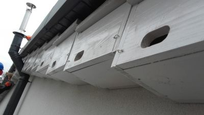 Budki dla jerzyk&oacute;w zamontowane na elewacji budynku