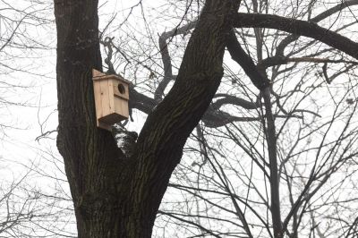Budka lęgowa dla ptak&oacute;w
