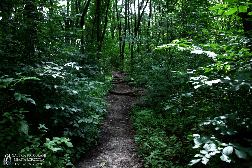 Park na Lisiej Górze