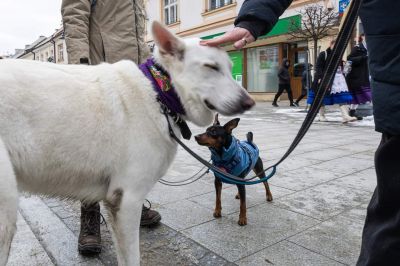 Zdjecie do artykułu Wielki finał akcji Animal Hero w Rzeszowie 
